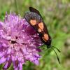 Zygaena trifolii